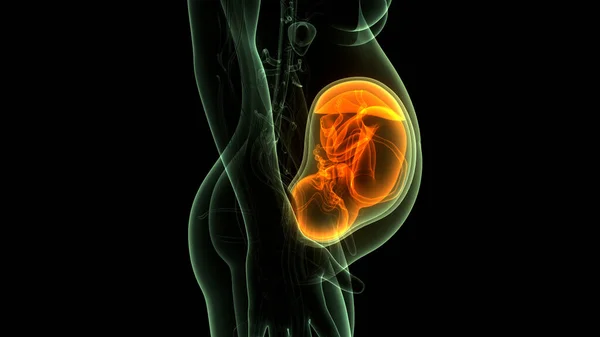 Bebê Feto Humano Anatomia Útero — Fotografia de Stock