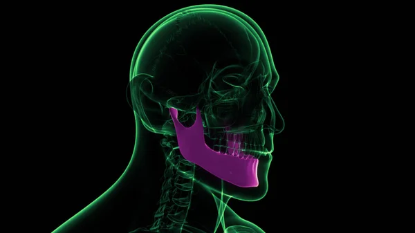 Human Skeleton Skull Bone Parts Mandible Anatomy. 3D