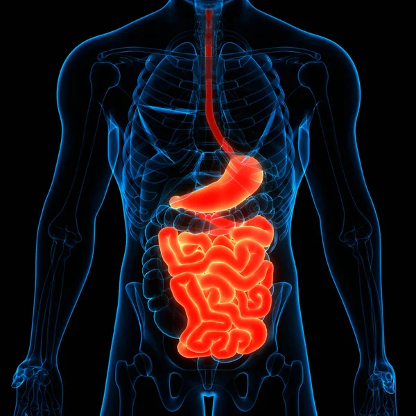 Human Digestive System Perut Anatomi Dalam Bahasa Inggris — Stok Foto