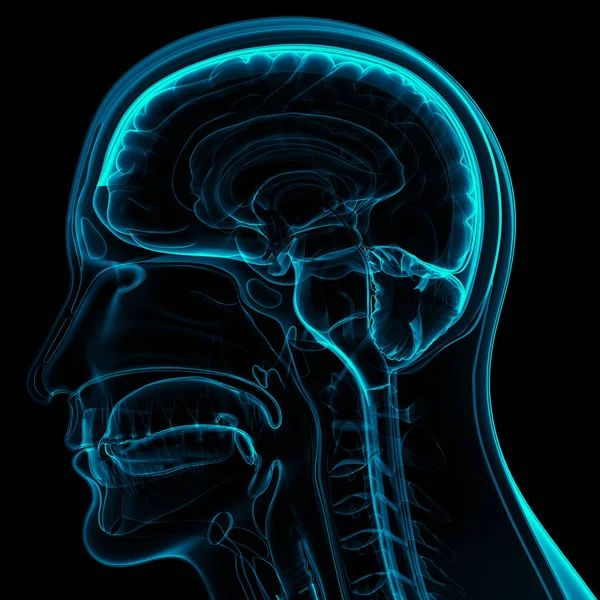 Órgão Central Sistema Nervoso Humano Anatomia Cérebro — Fotografia de Stock