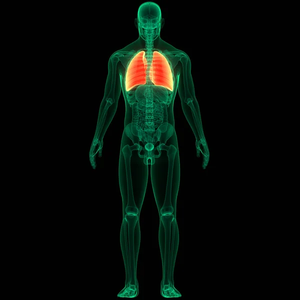 Conceito Sistema Respiratório Humano Anatomia Pulmonar — Fotografia de Stock