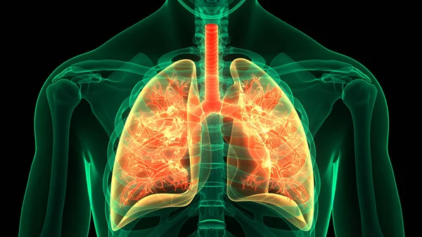 Concepto Anatomía Pulmonar Del Sistema Respiratorio Humano — Foto de Stock