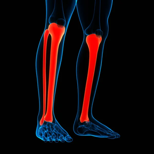Ανθρώπινο Σκελετικό Σύστημα Πόδια Κόκκαλα Αρθρώσεις Ανατομία Εικονογράφηση — Φωτογραφία Αρχείου