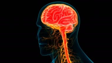 İnsan Sinir Sistemi Beyin Anatomisi Merkezi Organı. Üç Boyut