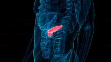 İnsan İç Organ Pankreası Anatomisi. Üç Boyut