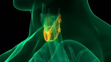 Thyroid Bezi Anatomisi 'nin 3 Boyutlu İnsan Bezeleri Kavramı