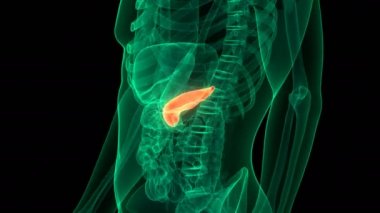 İnsan İç Organ Pankreası Anatomisi. Üç Boyut
