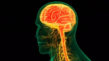 İnsan Sinir Sistemi Beyin Anatomisi Merkezi Organı. Üç Boyut