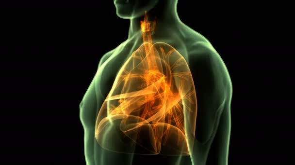 人間の呼吸器系の3次元概念 Lungs解剖学 — ストック動画