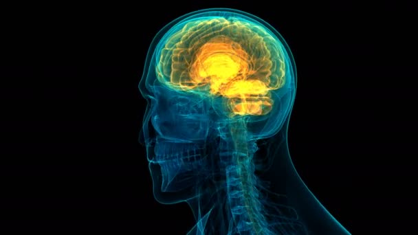 Nsan Sinir Sistemi Beyin Anatomisi Merkezi Organı Boyut — Stok video