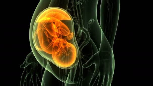Menschliches Fötus-Baby in der Gebärmutteranatomie. 3D