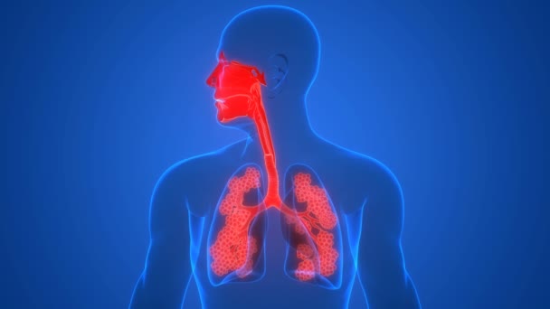 Pulmones Del Sistema Respiratorio Humano Con Laringe Faringe Con Anatomía — Vídeo de stock