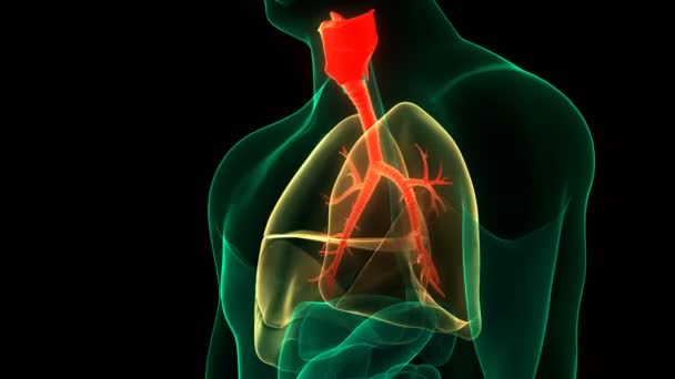 Concept Anatomie Pulmonaire Système Respiratoire Humain — Video