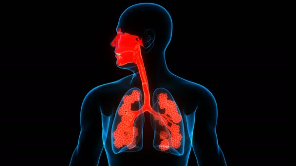 Sistema Respiratorio Umano Polmoni Con Laringe Faringe Con Anatomia Alveoli — Video Stock