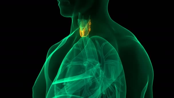 Thyroid Bezi Anatomisi Nin Boyutlu Nsan Bezeleri Kavramı — Stok video