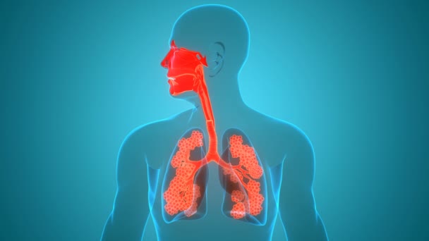 Ludzki Układ Oddechowy Płuca Larynx Pharynx Anatomią Pęcherzyków Płucnych — Wideo stockowe