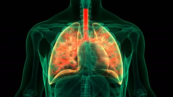 Концепція Людської Респіраторної Системи Lungs Anatomy — стокове відео