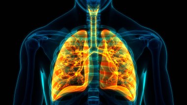 İnsan Solunum Sistemi Anatomisi 'nin 3 boyutlu kavramı