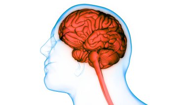 İnsan Sinir Sistemi Beyin Anatomisi Merkezi Organı. Üç Boyut