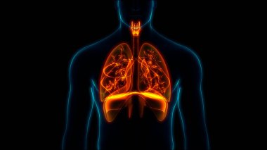 İnsan Solunum Sistemi Akciğerleri Anatomisi. Üç Boyut