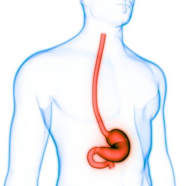 İnsan sindirim sistemi mide anatomisi. Üç Boyut