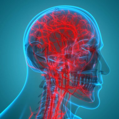 Dolaşım sistemi arterleri ve damar anatomisi olan insan iskelet sistemi. Üç Boyut
