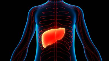 İnsan İç Sindirim Organı Anatomisi. Üç Boyut