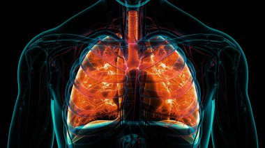 İnsan Solunum Sistemi Anatomisi 'nin 3 boyutlu kavramı