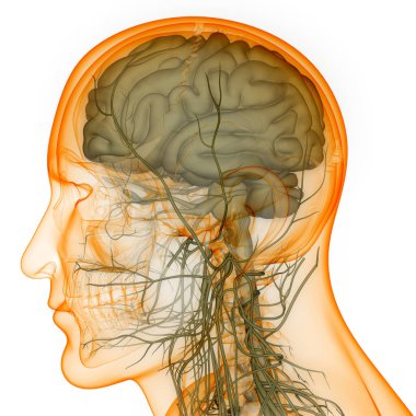 İnsan Sinir Sistemi Beyin Anatomisi Merkezi Organı. Üç Boyut