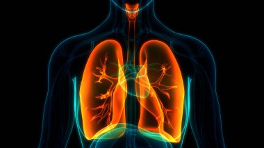 İnsan Solunum Sistemi Anatomisi 'nin 3 boyutlu kavramı