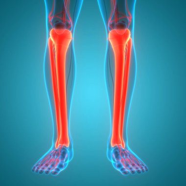 İnsan iskeleti kaval kemiği ve kemik eklemleri anatomisi. Üç Boyut