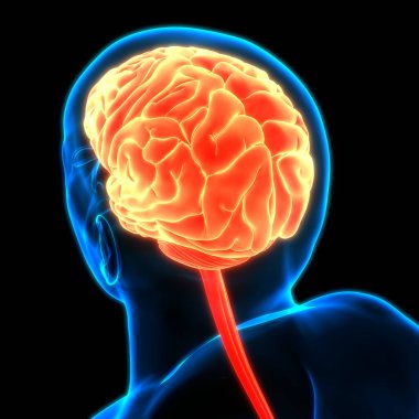 İnsan Sinir Sistemi Beyin Anatomisi Merkezi Organı. Üç Boyut