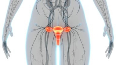 Sinir sistemi ve idrar kesesi anatomisi olan kadın üreme sistemi. Üç Boyut