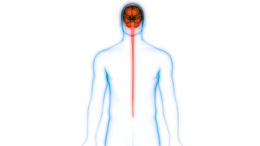 İnsan Sinir Sistemi Beyin Anatomisi Merkezi Organı. Üç Boyut