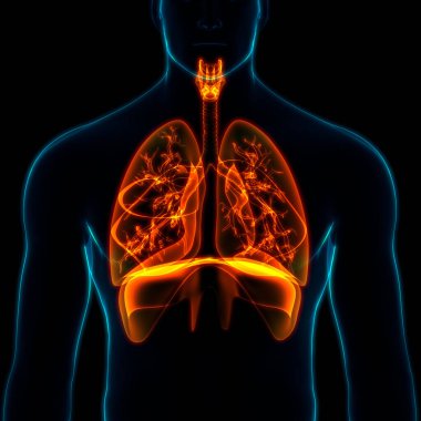 İnsan Solunum Sistemi Akciğerleri Anatomisi. Üç Boyut