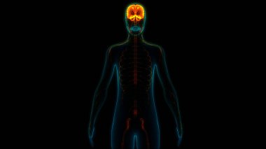 İnsan Sinir Sistemi Beyin Anatomisi Merkezi Organı. Üç Boyut