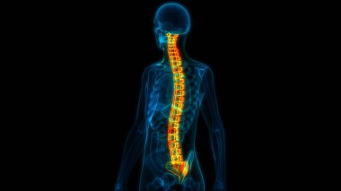 İnsan iskelet sistemi anatomisinin omurilik omurgası. Üç Boyut