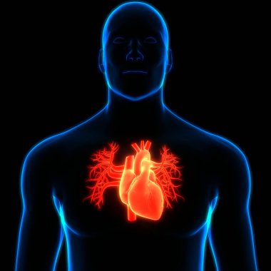 İnsan Dolaşım Sistemi Kalp Anatomisi. Üç Boyut