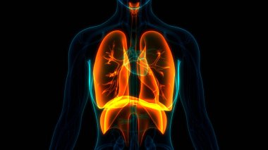 İnsan Solunum Sistemi Akciğerleri Anatomisi. Üç Boyut