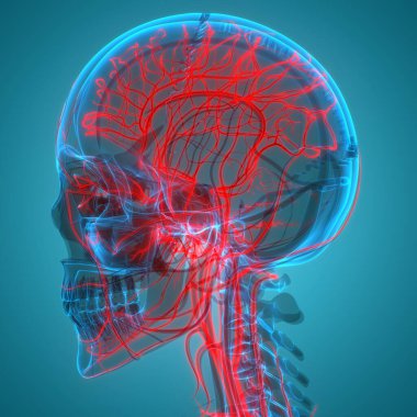 Dolaşım sistemi arterleri ve damar anatomisi olan insan iskelet sistemi. Üç Boyut