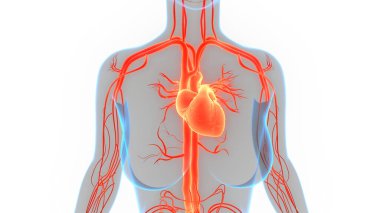 İnsan Dolaşım Sistemi Kalp Anatomisi. Üç Boyut