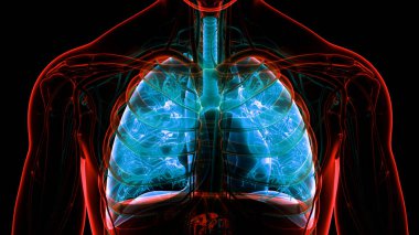 İnsan Solunum Sistemi Anatomisi 'nin 3 boyutlu kavramı
