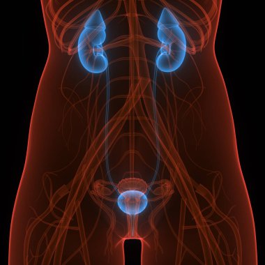İdrar yolu anatomisi olan kadın idrar sistemi böbrekleri. Üç Boyut