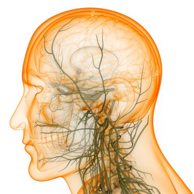 İnsan Sinir Sistemi Beyin Anatomisi Merkezi Organı. Üç Boyut