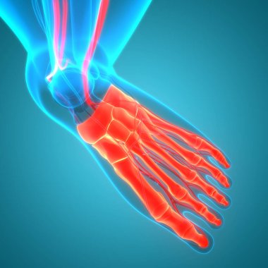 İnsan iskelet sistemi ayak kemiği eklemleri anatomisi. Üç Boyut