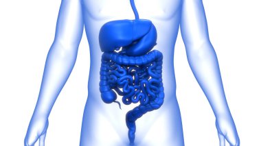 İnce bağırsak anatomisi olan insan sindirim sistemi midesi. Üç Boyut