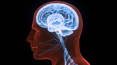 İnsan Sinir Sistemi Beyin Anatomisi Merkezi Organı. Üç Boyut