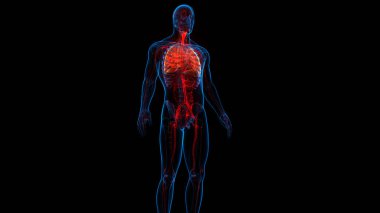 Dolaşım sistemi arterleri ve damar anatomisi olan insan iskelet sistemi. Üç Boyut