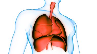İnsan Solunum Sistemi Akciğerleri Anatomisi. Üç Boyut