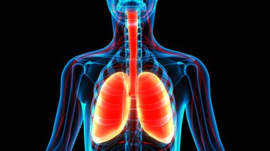 İnsan Solunum Sistemi Anatomisi 'nin 3 boyutlu kavramı